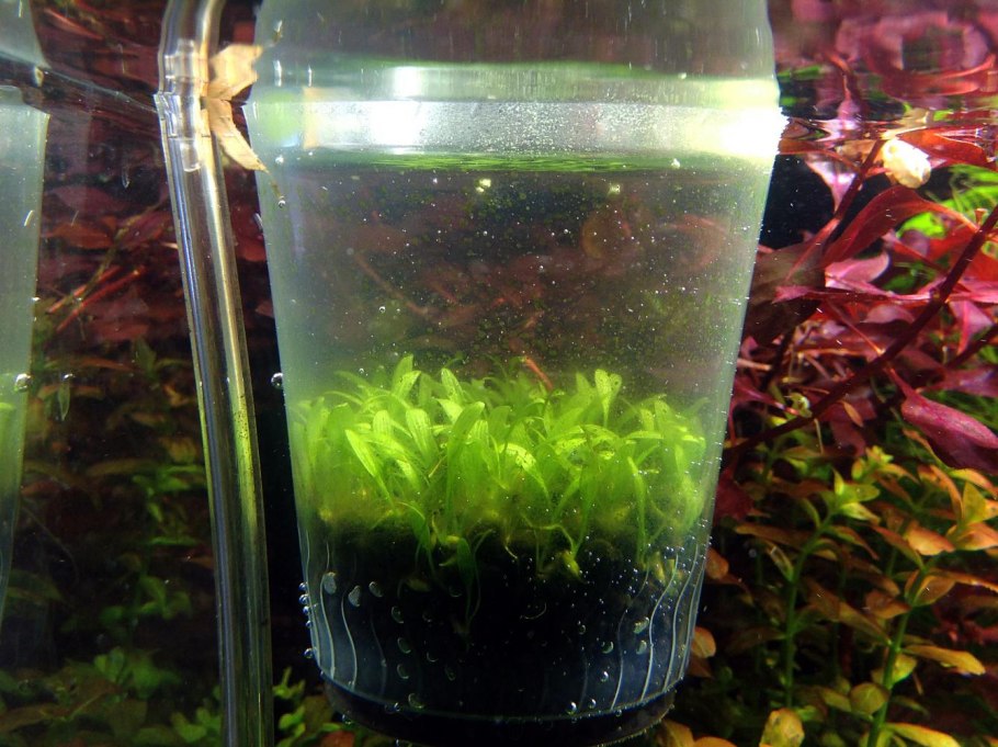 Циперус палюдариум