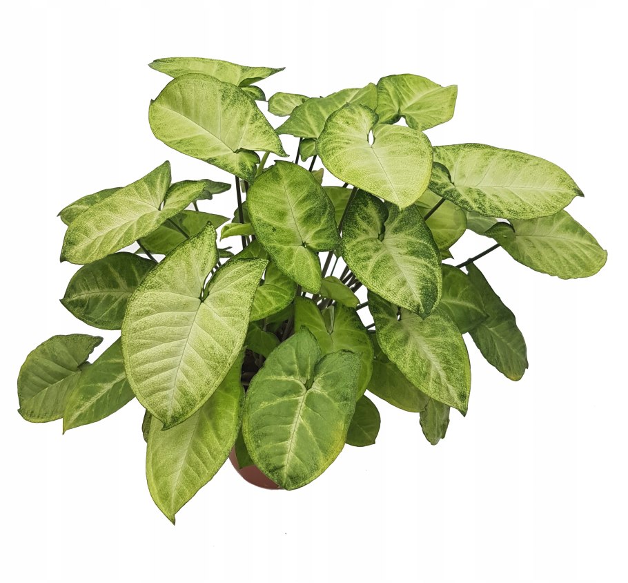 Уайт Баттерфляй сингониум