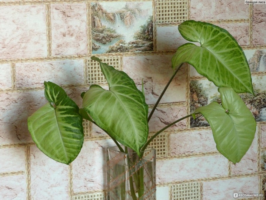 Сингониум Австралия