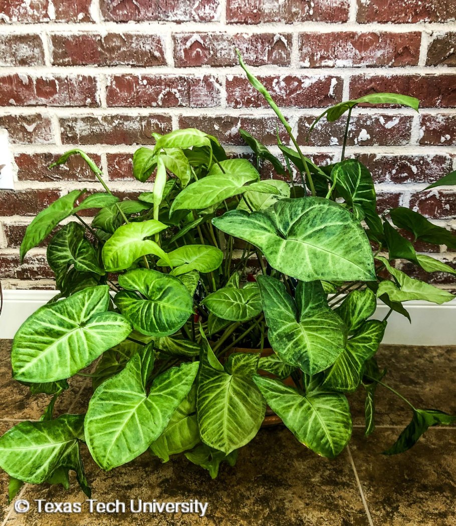 Сингониум Вайт Баттерфляй