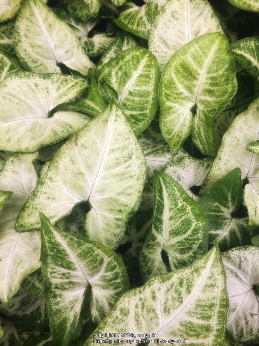 Сингониум White Butterfly