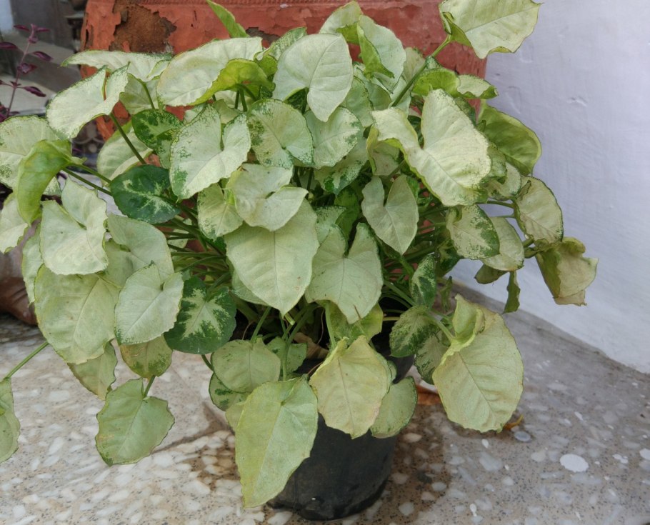 Сингониум остролистный