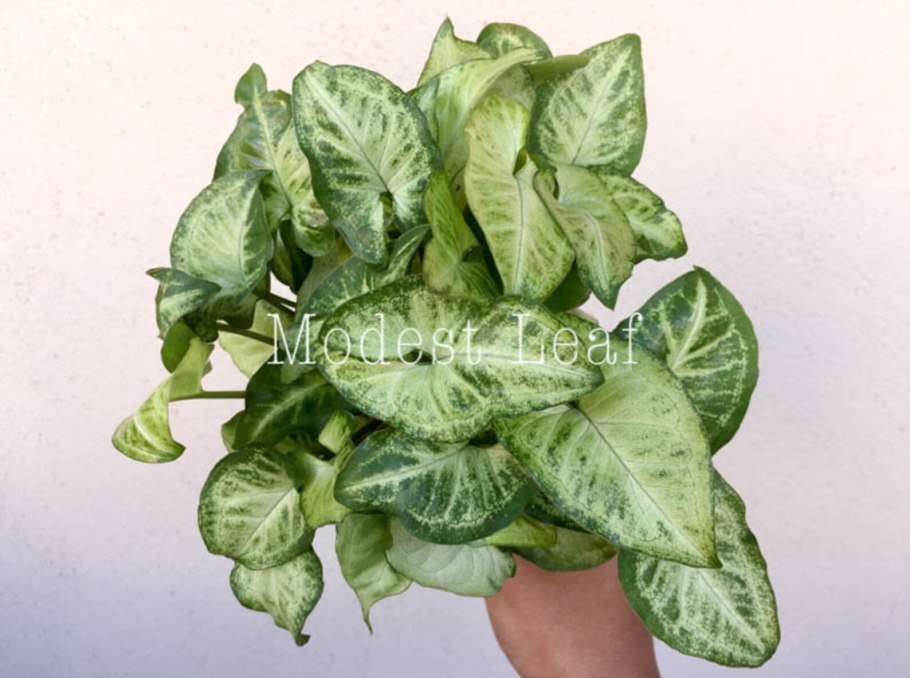 Сингониум Вайт Баттерфляй 14/30