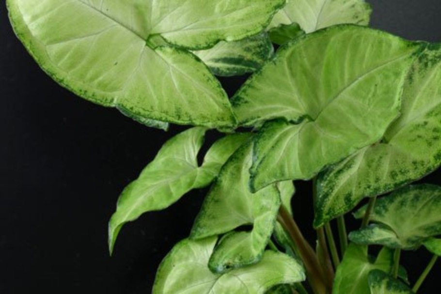 Syngonium podophyllum "White Butterfly"