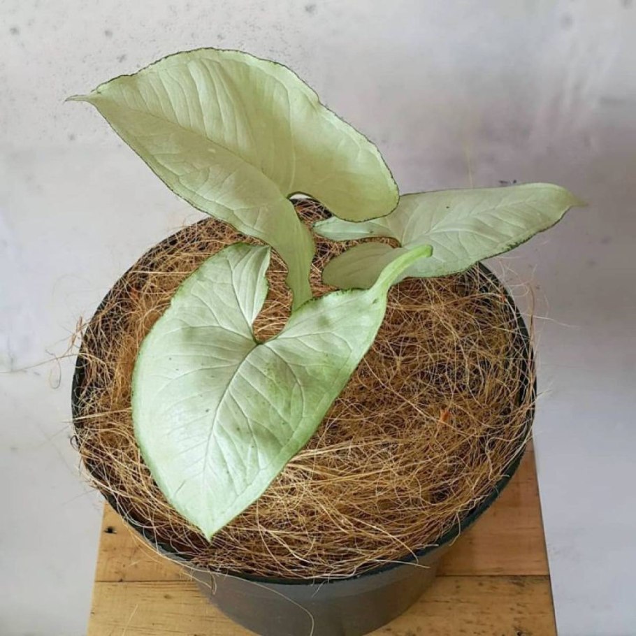 Алоказия сингониум