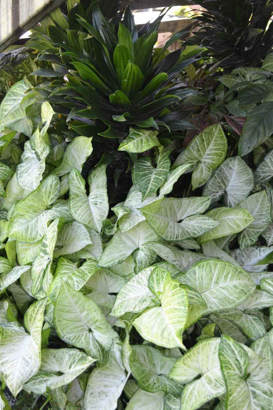 Сингониум White Butterfly