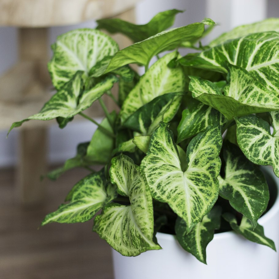 Сингониум Подофиллум фото