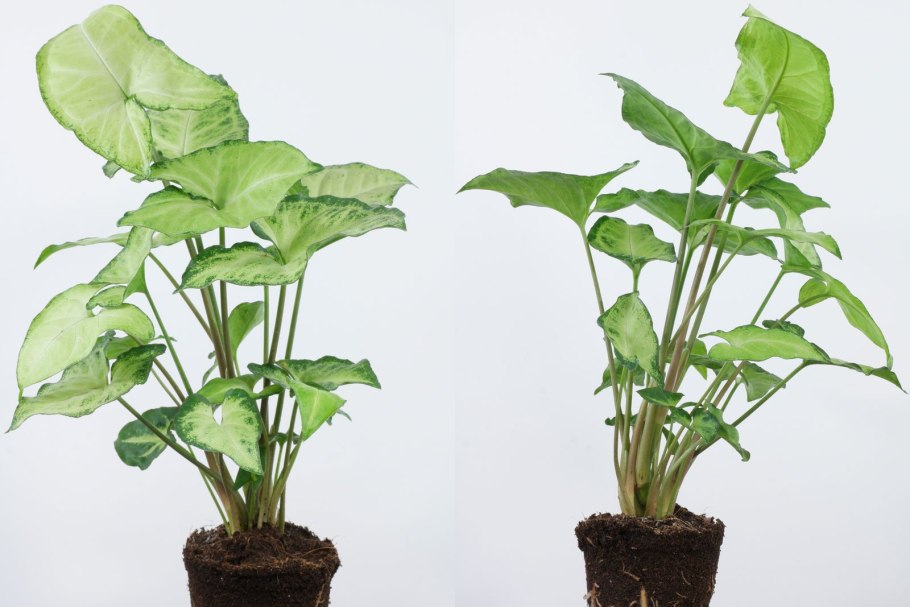 Сингониум бабочка