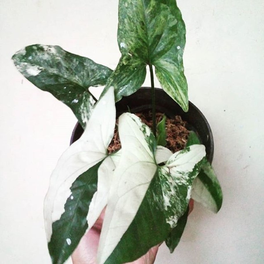 Сингониум ножколистный