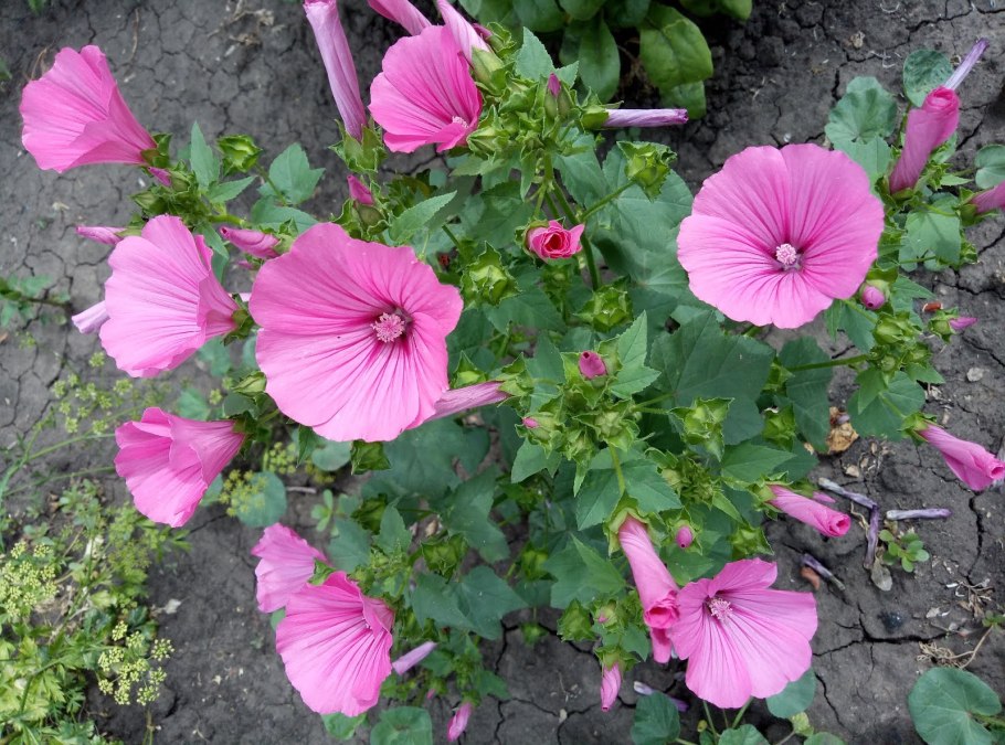 Сурфиния Салмон Шейдз вельвет