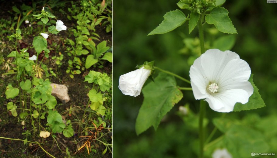 Бегония и сурфиния