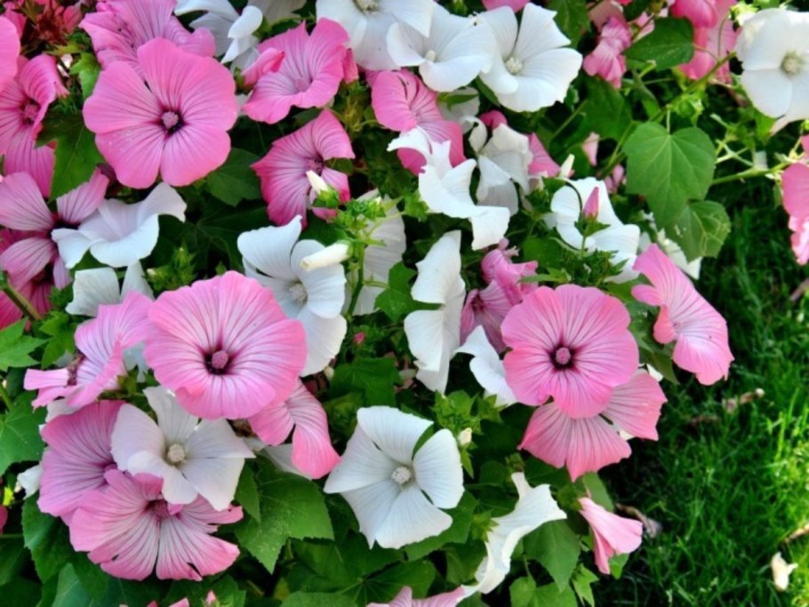 Ампельная петуния на балконе