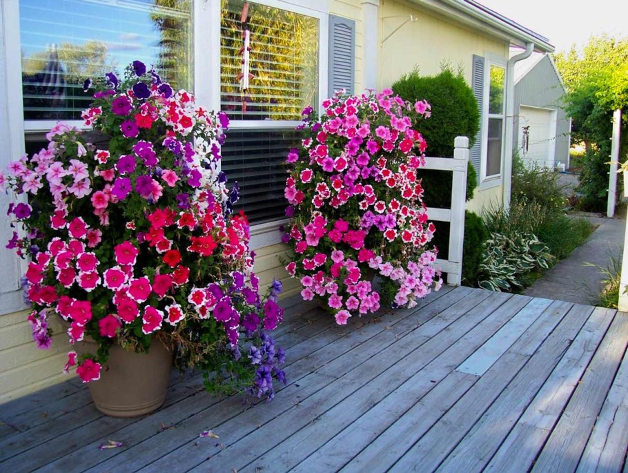 Малопа Беляна