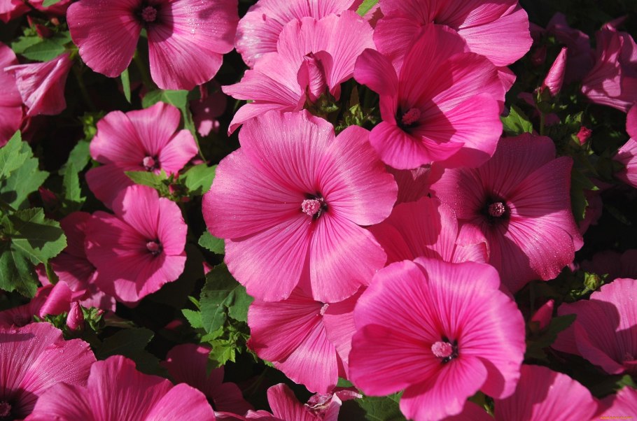 Лаватера Рубиновая Королева