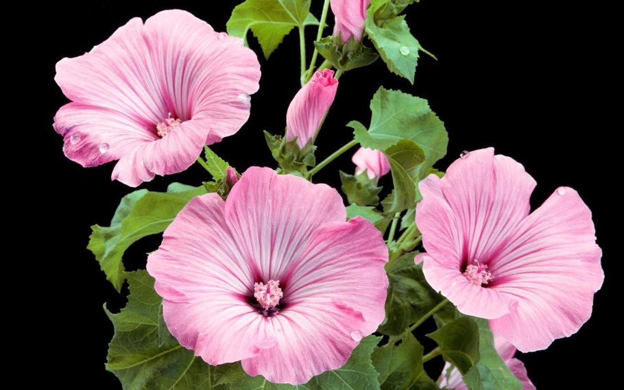 Лаватера белая vyjujktnyzzфото