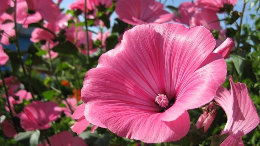 Бальзамин Петерса (Impatiens petersiana)