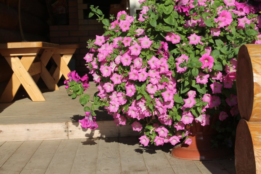 Ампельная петуния на балконе
