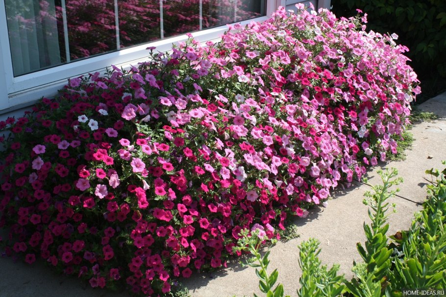 Лаватера хатьма