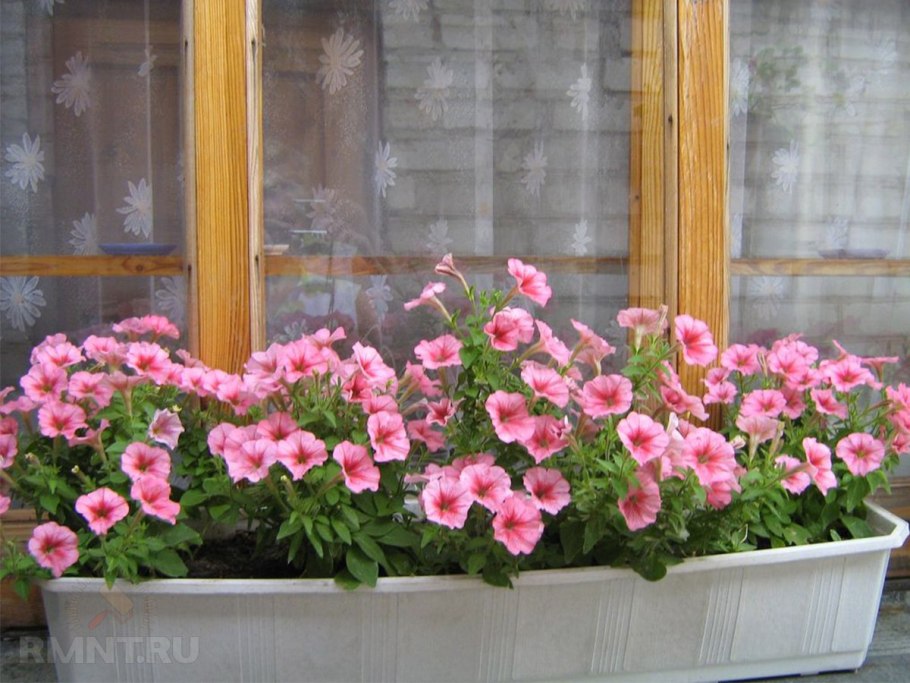 Лаватера красотка белая 0,3 г