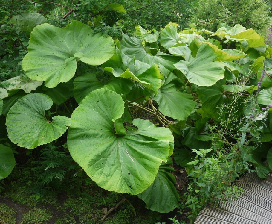 Гуннера раскраска