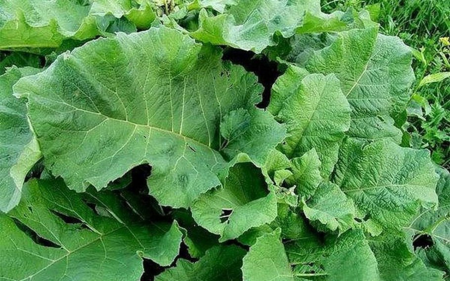 Ревень это лопух