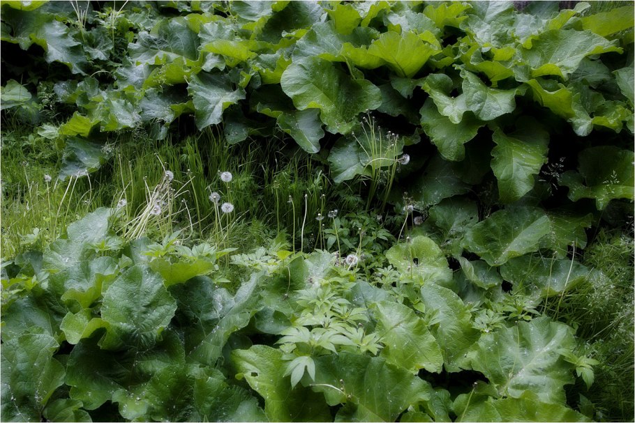 Сахалинский лопух белокопытник