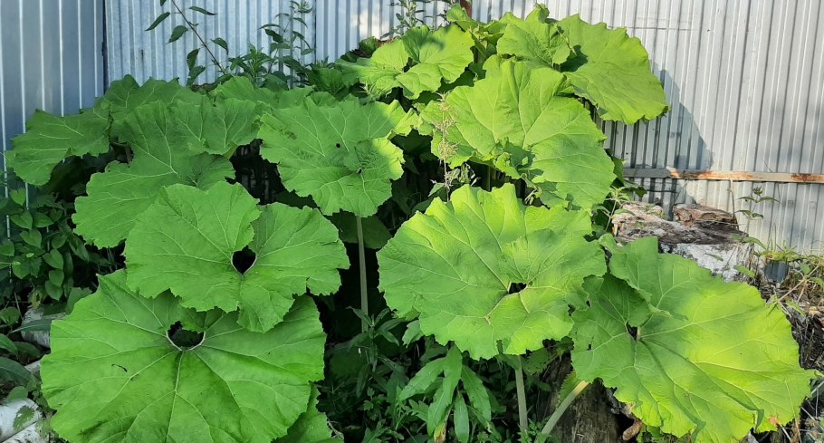 Лопух обыкновенный Сваты