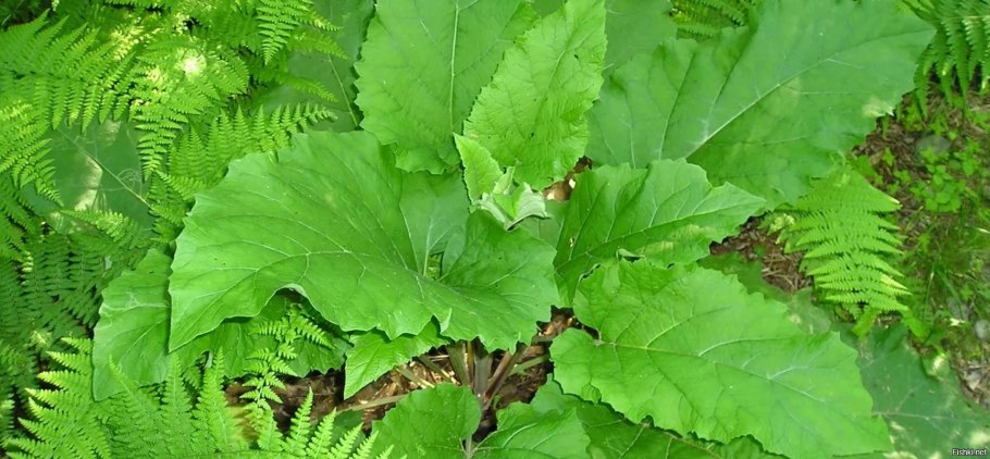 Лопух дубравный