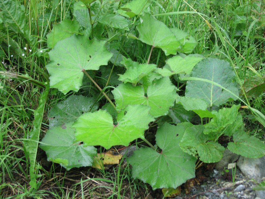 Лопух белокопытник