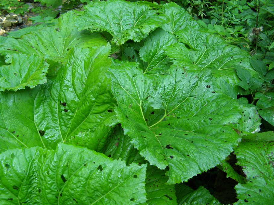 Речной лопух