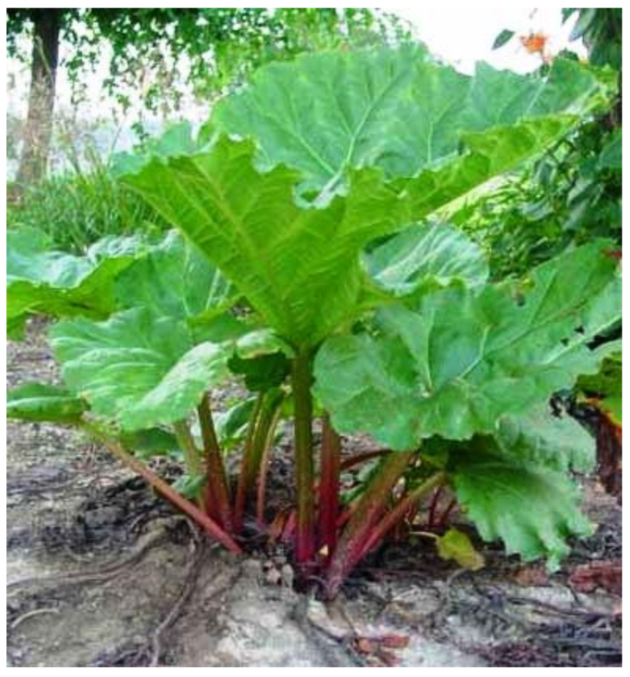 Ревень древовидный