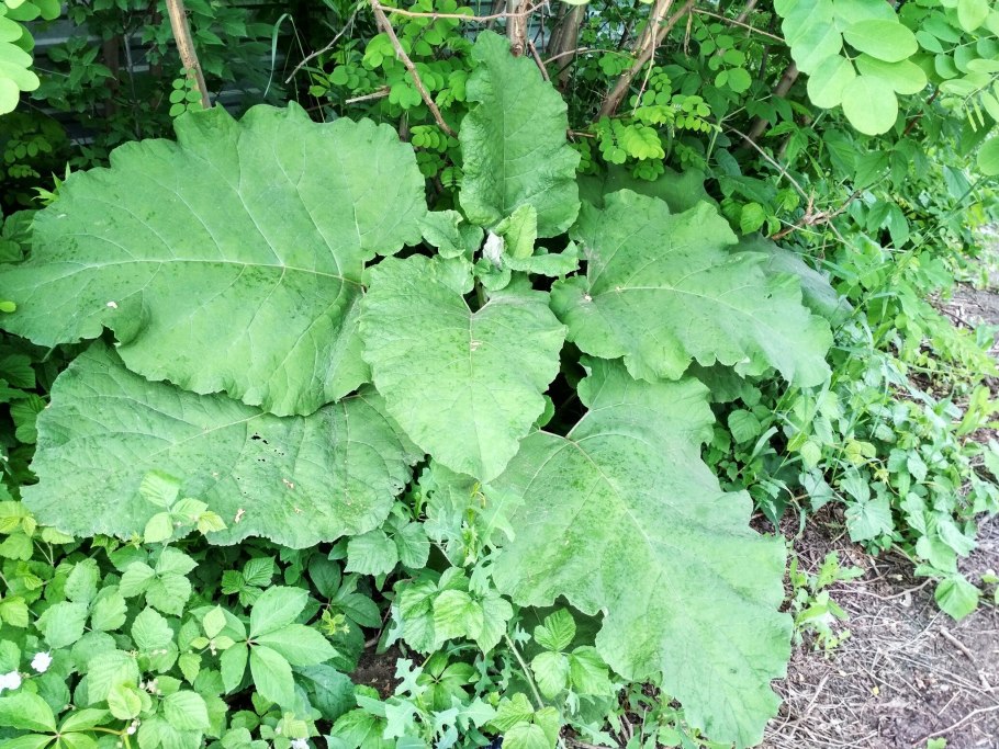 Ревень Рабарбар