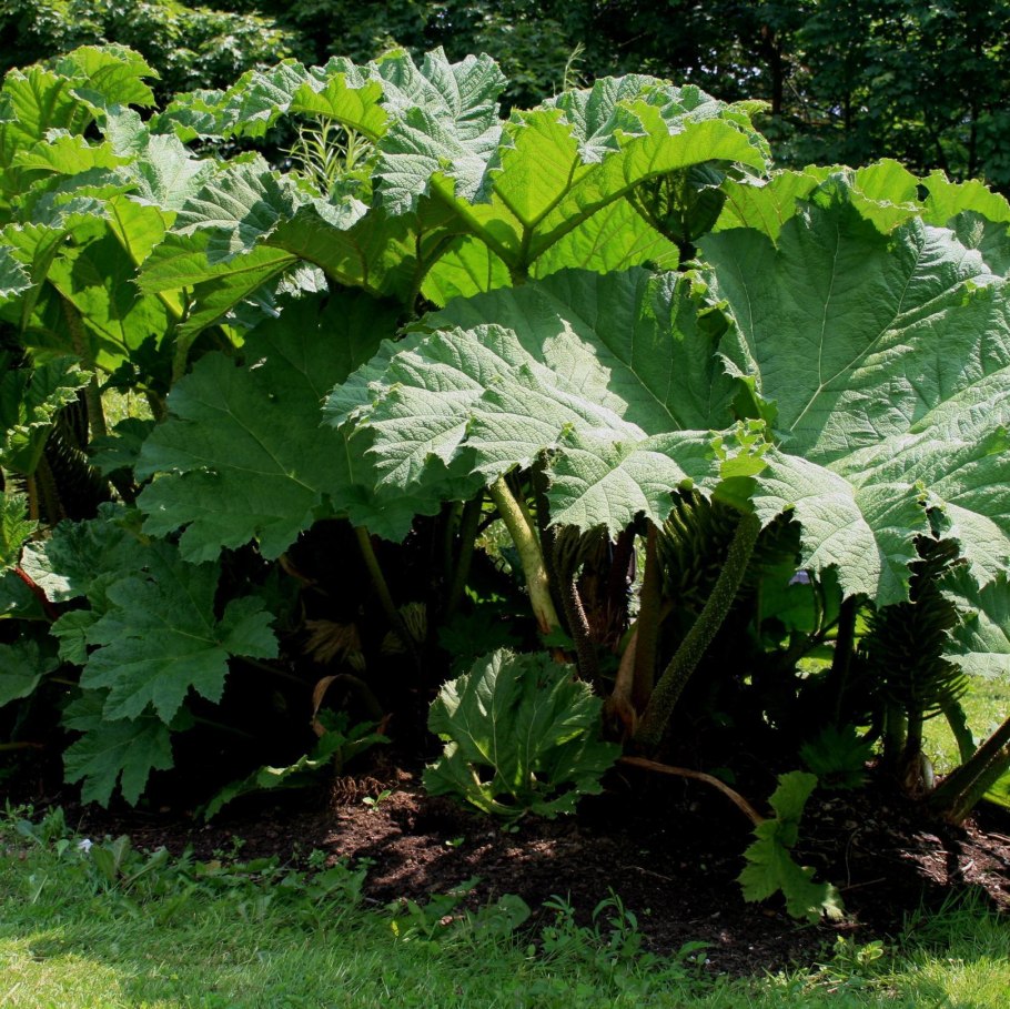 Белокопытник лопух гигант