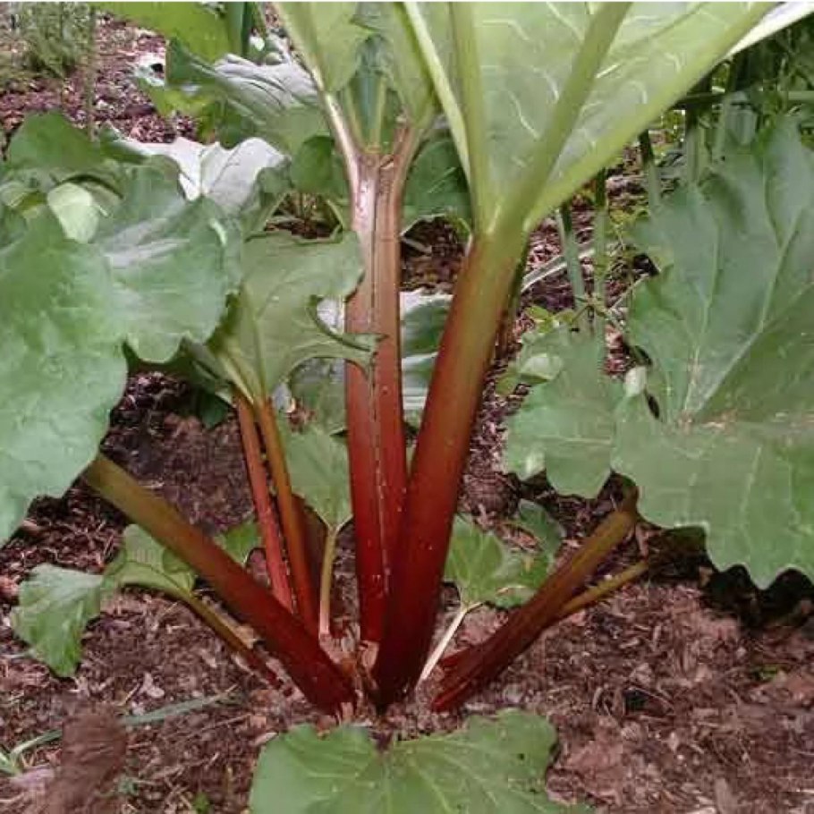 Листорасположение лопуха