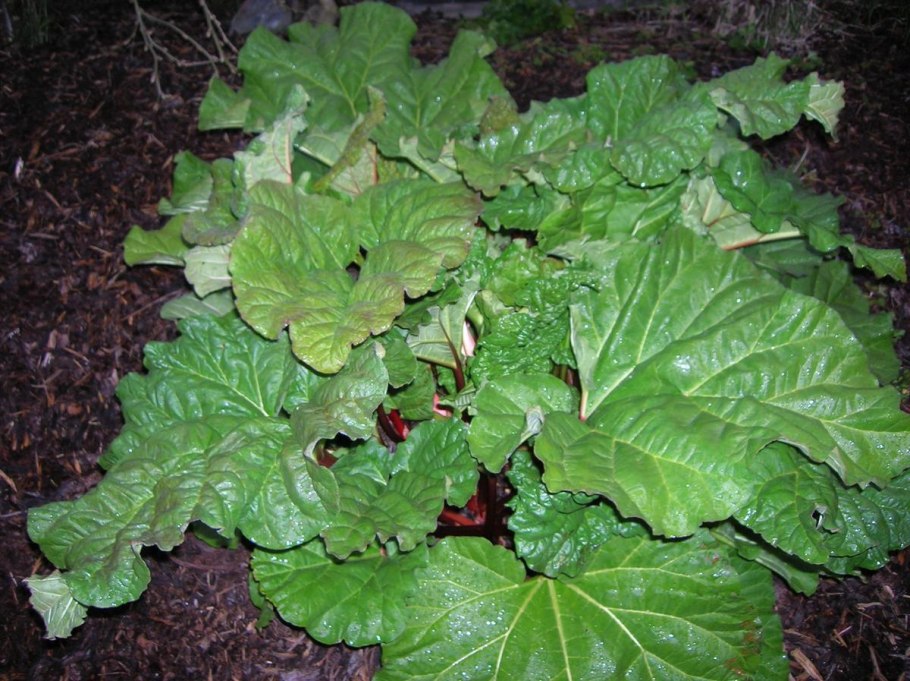 Чукри (ревень)