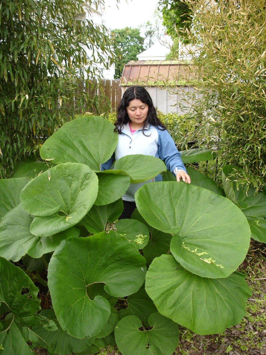 Белокопытник японский гигантеус