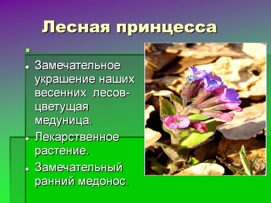 Доклад про растение Медуница