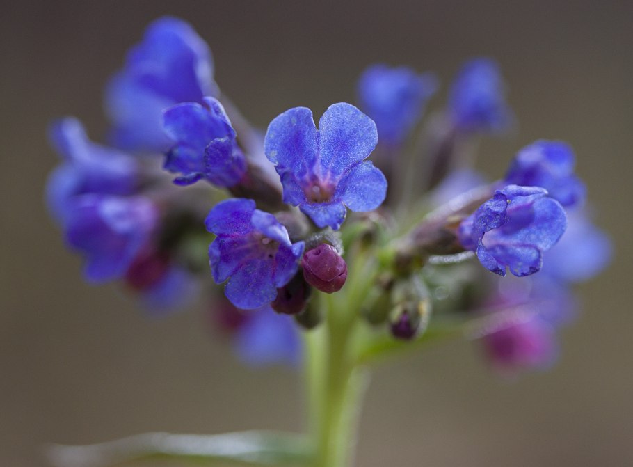 Pulmonaria Obscura Dumort.