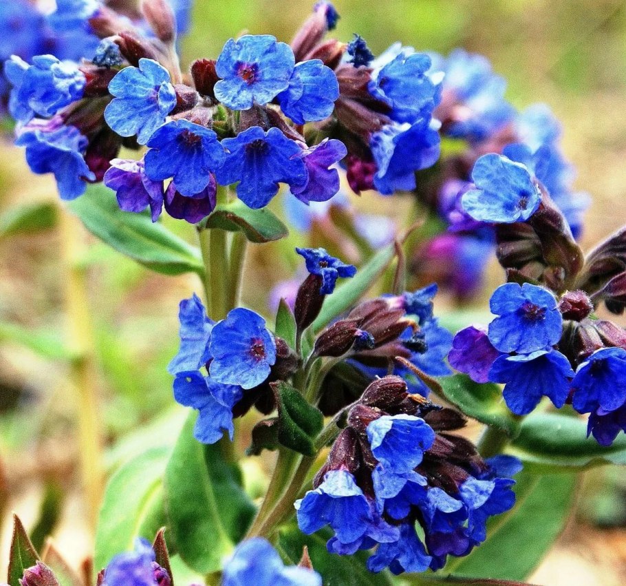 Фиалка Ле Медуница