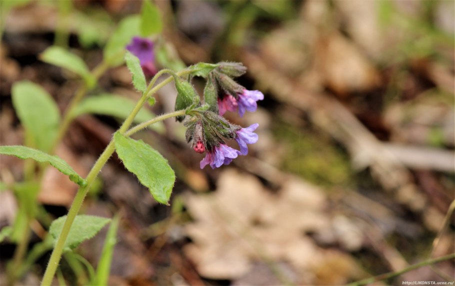 Медуница темная