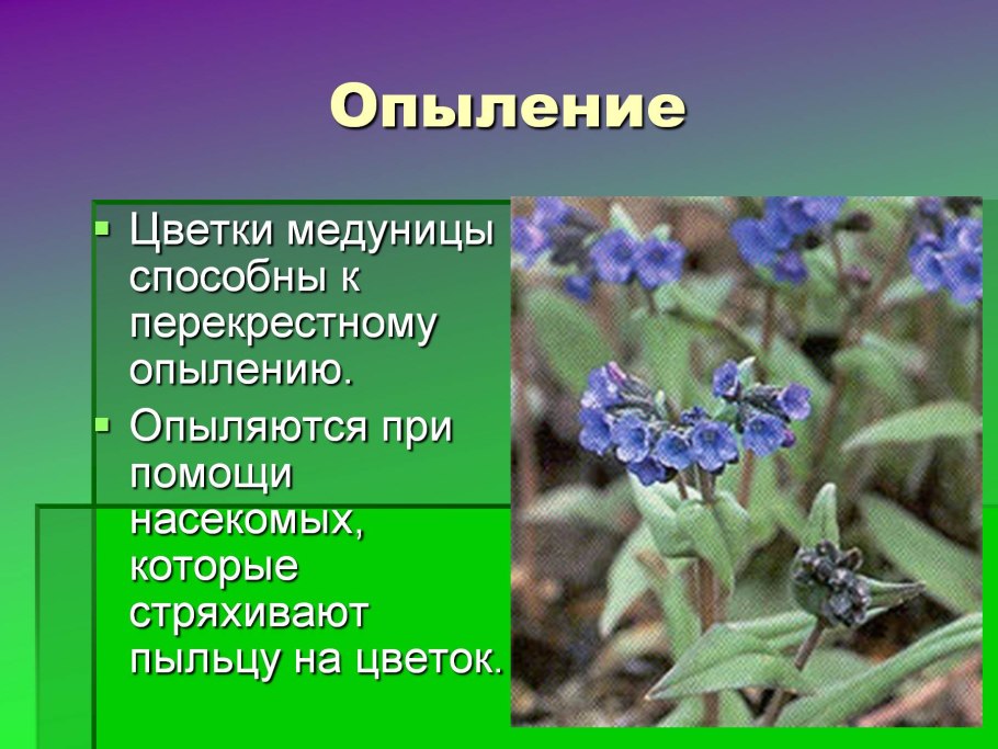 Медуница применение