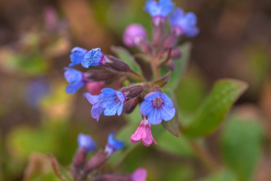 Медуница антоциан
