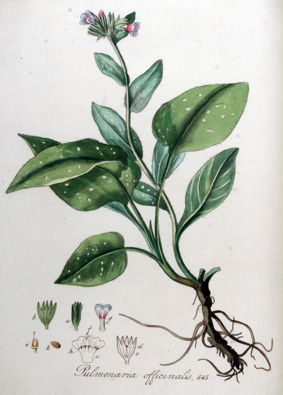 Медуница медоносное растение