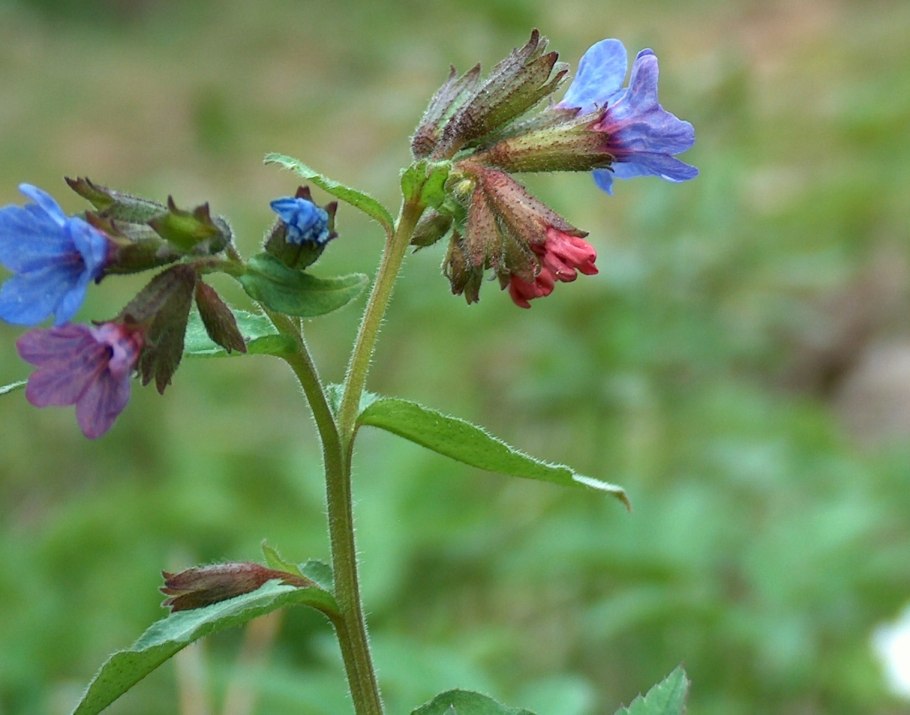 Lungwort (Lungwort) Etymology
