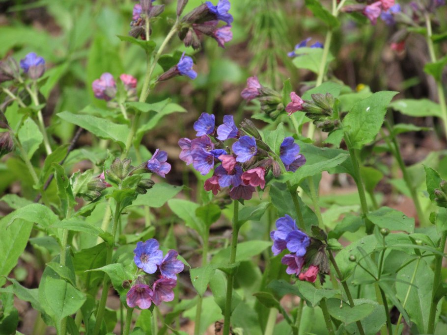 Медуница темная