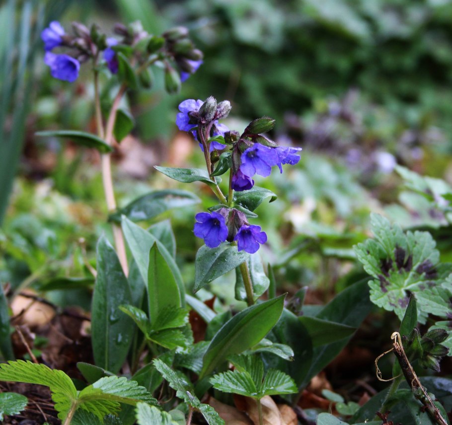 Медуница Лесная листья