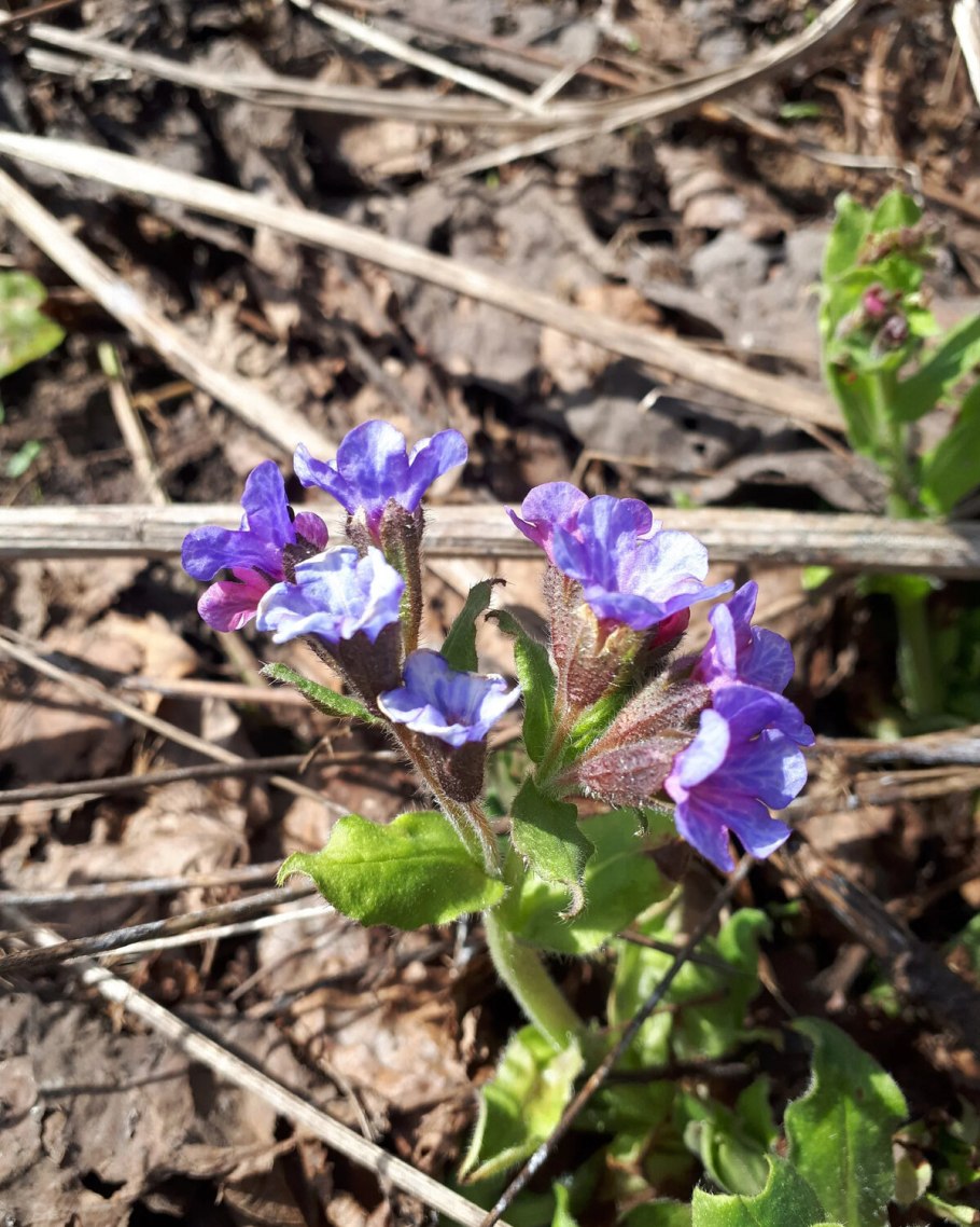 Медуница соцветие