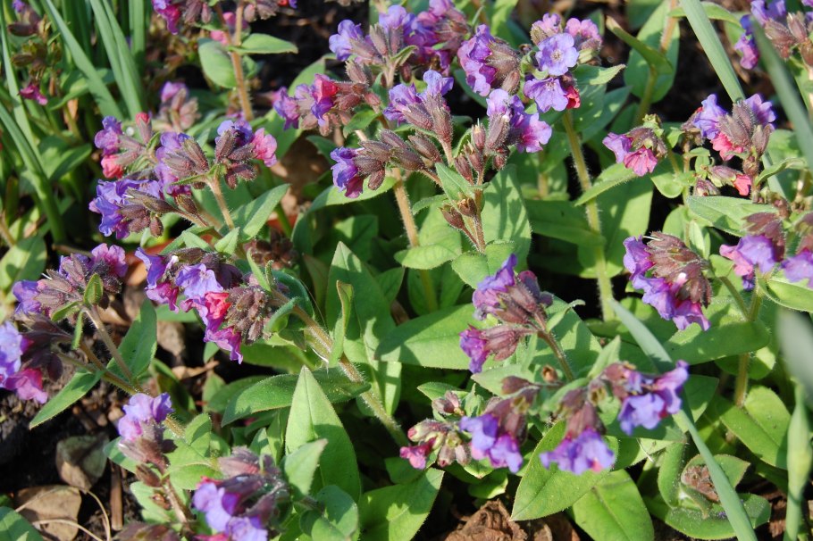 Медуница трава