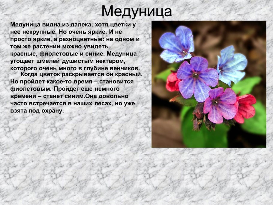 Медуница Болотная