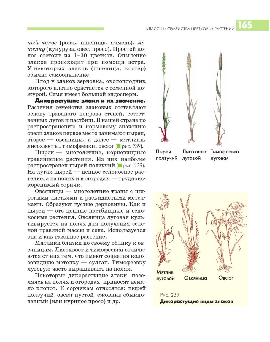 Семейство злаки дикорастущие